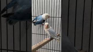 Blue Opaline palefellow and violet Opaline lovebirds [upl. by Attenyw962]