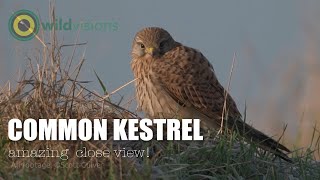 Common Kestrel  Falco tinnunculus  Amazing views [upl. by Ailecra]