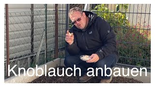 Knoblauch selbst anbauen [upl. by Essenaj]