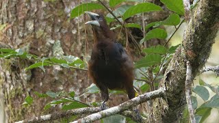 Chestnutheaded Oropendola Calling [upl. by Ttelrats733]