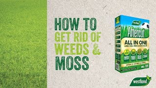 How To Get Rid of Weeds And Moss In Your Lawn With Aftercut All In One [upl. by Inaffyt]