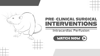 Intracardiac Perfusion or perfusion procedure to remove the blood from mouse brain capillaries [upl. by Caleb]