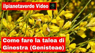 Come riprodurre con la talea la Ginestra  Genisteae [upl. by Haerr]