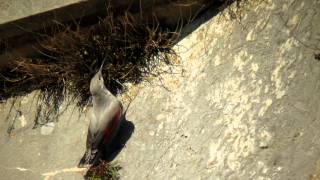 Wallcreeper  tichodrome  Mauerläufer  4 [upl. by Lael951]