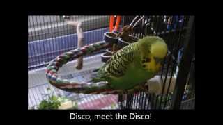 Disco the Parakeet Kissed a Cheeseburger [upl. by Elamrej]