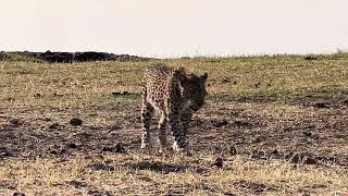 Female leopardess hading back to her impala kill [upl. by Naira]