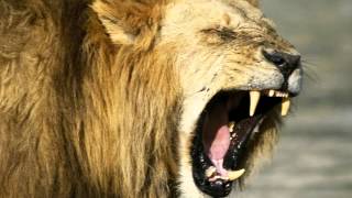 The Roaring Lion  Charles Spurgeon Sermons [upl. by Mulloy490]