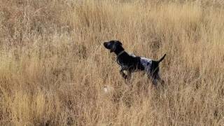 German Shorthaired Pointer Rizzo at 12 weeks old  Impressive point [upl. by Noffets330]