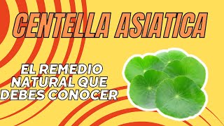 Té de Centella Asiática Beneficios y Preparación para Mejorar tu Salud [upl. by Yggep645]