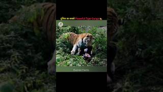 Gunga Indian Tiger Kill 30 Lions 🐅 shorts [upl. by Hugo]