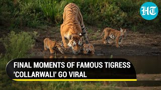 Viral I Final moments of legendary tigress collarwali emerge days after her death [upl. by Theron]