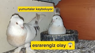 KÜMESTE YUMURTALAR KAYBOLUYOR 😱ampDAMIZLIK KUŞLARDA SON DURUMLAR🇹🇷🧿🕊 [upl. by Lotty923]