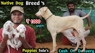 1000முதல் Rajapalayam Puppies ah 😱  super active native dogsvisit quality rajapalayam kennel [upl. by Yor476]