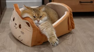 The new ToastyCat Bread Bed is here [upl. by Eidnyl]